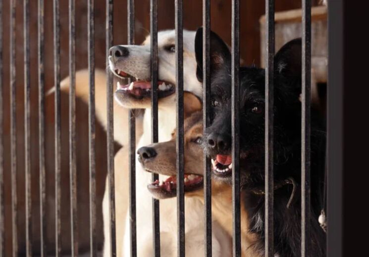 Dog at airport check-in